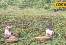 साल में 1 महीने मिलता है ये चमत्कारी फल, थायराइड को रखता है दूर!