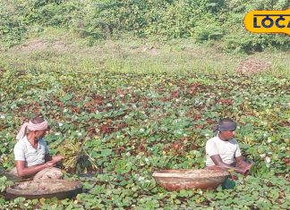 साल में 1 महीने मिलता है ये चमत्कारी फल, थायराइड को रखता है दूर!