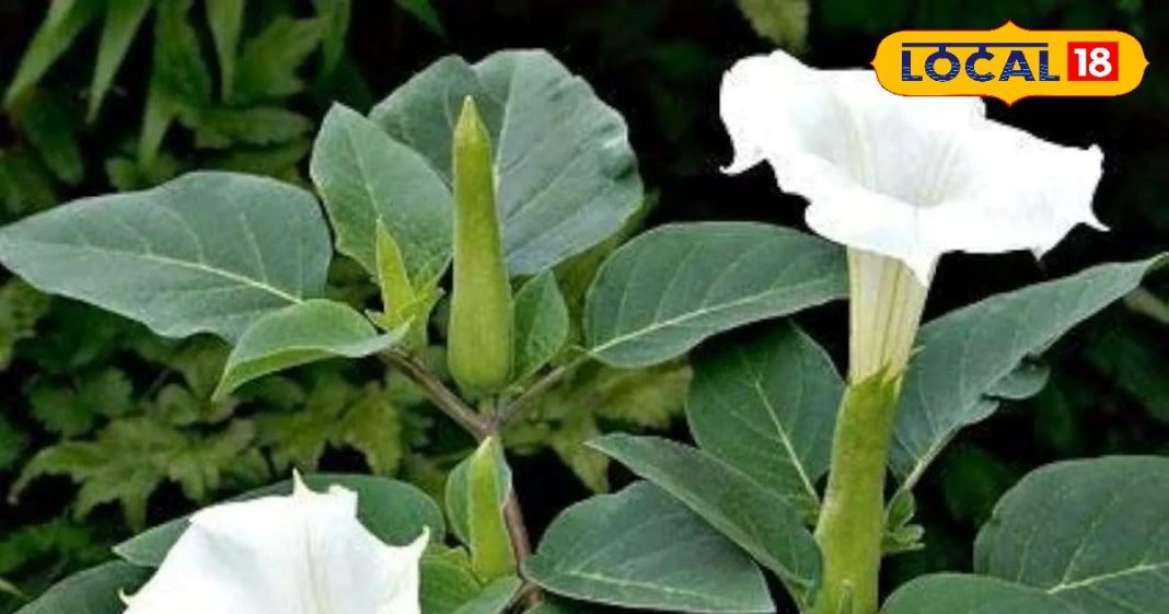 घर के आंगन में प्रेम का प्रतीक है यह पौधा लाता है सुख समृद्धि, चर्मरोगों में है फायदेमंद, चिकित्सक से जानें