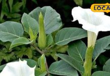 घर के आंगन में प्रेम का प्रतीक है यह पौधा लाता है सुख समृद्धि, चर्मरोगों में है फायदेमंद, चिकित्सक से जानें