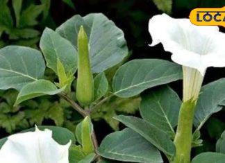 घर के आंगन में प्रेम का प्रतीक है यह पौधा लाता है सुख समृद्धि, चर्मरोगों में है फायदेमंद, चिकित्सक से जानें