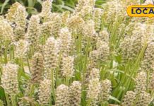 नागौर में होती है इस औषधीय फसल की खेती, ब्लड शुगर और मोटापा घटाने में कारगर, कब्ज में भी फायदेमंद