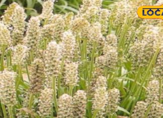 नागौर में होती है इस औषधीय फसल की खेती, ब्लड शुगर और मोटापा घटाने में कारगर, कब्ज में भी फायदेमंद