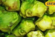 इन लोगों को भूलकर भी नहीं खाना चाहिए सिंघाड़ा, वरना सेहत को हो सकता है बड़ा नुकसान