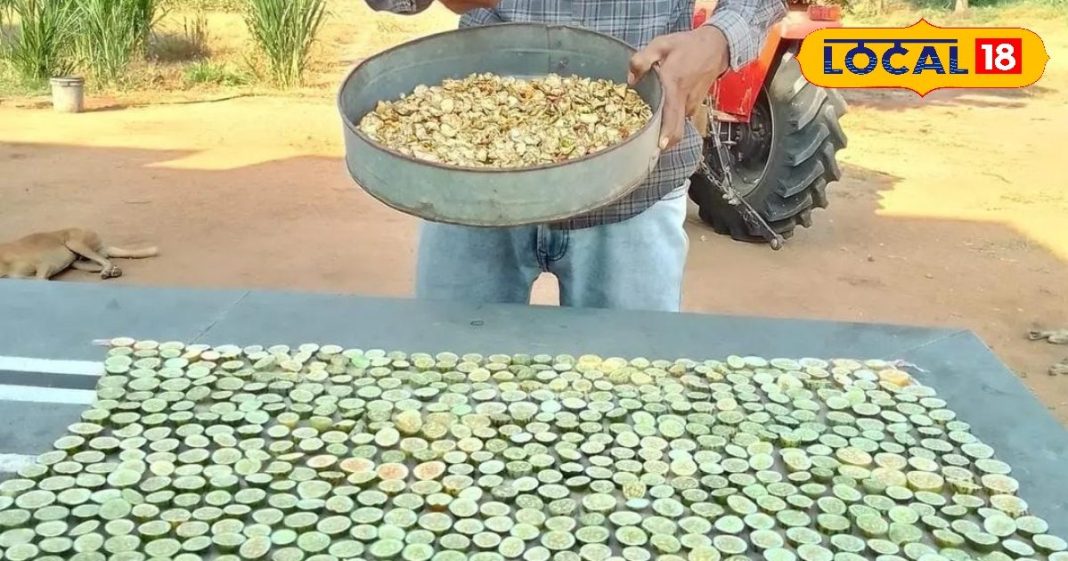 गरीबों का ड्राई फ्रूट! साल में 3 महीने मिलती है ये जगली सब्जी, जानें खासियत