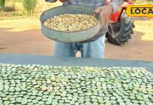 गरीबों का ड्राई फ्रूट! साल में 3 महीने मिलती है ये जगली सब्जी, जानें खासियत