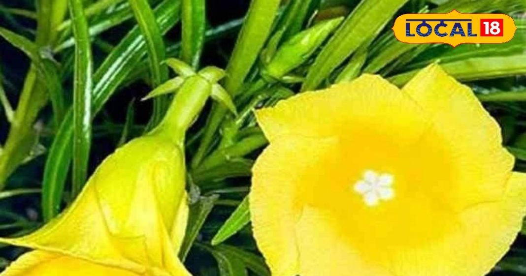 कनेर के पत्तों का लेप जोड़ों के दर्द में देता है आराम, पुराने घावों को भरने में भी किया जाता है इस्तेमाल