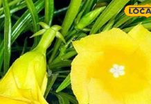 कनेर के पत्तों का लेप जोड़ों के दर्द में देता है आराम, पुराने घावों को भरने में भी किया जाता है इस्तेमाल