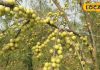 After knowing these qualities of Amla, you will also start consuming Amla, it is a panacea for many physical problems. – Bharat.one हिंदी