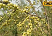 After knowing these qualities of Amla, you will also start consuming Amla, it is a panacea for many physical problems. – Bharat.one हिंदी