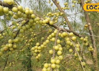 After knowing these qualities of Amla, you will also start consuming Amla, it is a panacea for many physical problems. – Bharat.one हिंदी