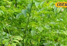 दवाई के बाप हैं ये छोटे पत्ते, सुबह खाली पेट खाने से कंट्रोल में रहेगी शुगर, तेजी से वजन घटाने में भी मददगार