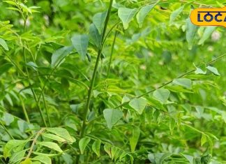 दवाई के बाप हैं ये छोटे पत्ते, सुबह खाली पेट खाने से कंट्रोल में रहेगी शुगर, तेजी से वजन घटाने में भी मददगार