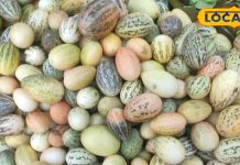 इस रेगिस्तानी सब्जी को चढ़ाने से माता लक्ष्मी होती हैं प्रसन्न, जानें फायदे