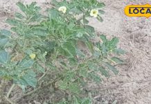 आयुर्वेद में बड़ा उपयोगी है यह पेड़, गुर्दे की पथरी में बेहद फायदेमंद