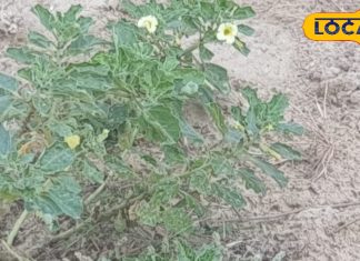 आयुर्वेद में बड़ा उपयोगी है यह पेड़, गुर्दे की पथरी में बेहद फायदेमंद