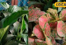 Health News: घर के अंदर से छूमंतर हो जाएगा प्रदूषण, बस घर ले आएं ये खास पौधे, खर्च करने होंगे इतने रुपए