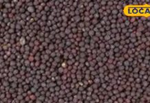 इन छोटे-छोटे दानों में छुपा है आयुर्वेद का खजाना! कई बीमारियों का रामबाण इलाज