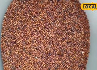 दूध या पानी में मिला लें ये चूर्ण…शरीर की कमजोरी हो जाएगी दूर, हड्डियों के दर्द से लेकर कोलेस्ट्रॉल तक होगा कंट्रोल