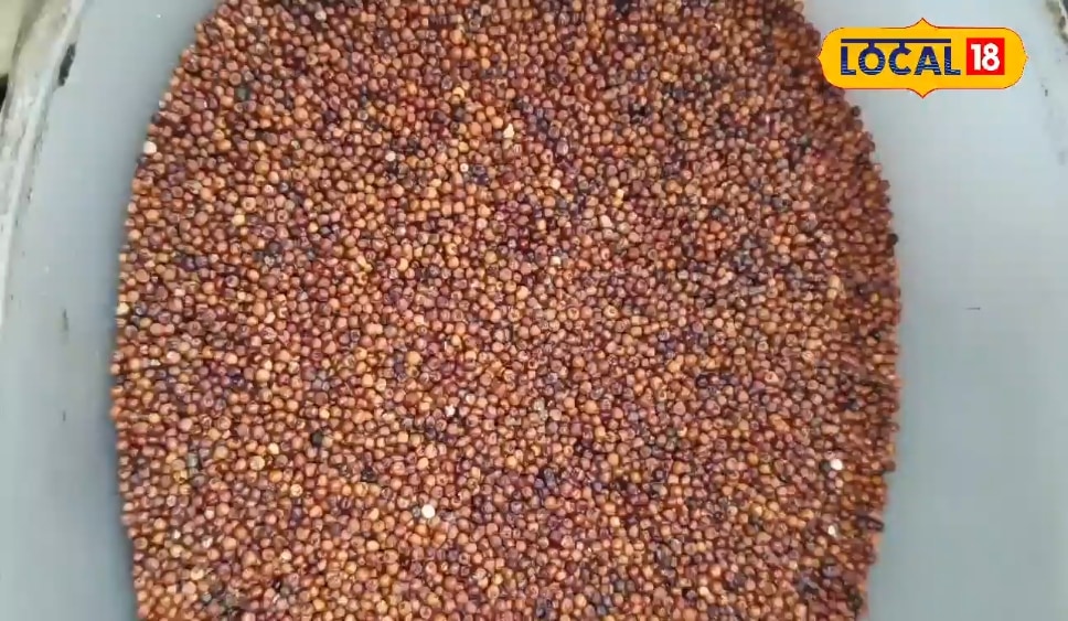 दूध या पानी में मिला लें ये चूर्ण…शरीर की कमजोरी हो जाएगी दूर, हड्डियों के दर्द से लेकर कोलेस्ट्रॉल तक होगा कंट्रोल