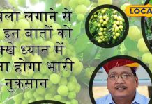 आंवला लगाने से पहले इन बातों को रखें ध्यान में, वरना होगा भारी नुकसान