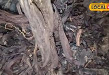 स्किन और बालों के लिए लाभकारी है रतनजोत, शरीर को भी बनाता है ताकतवर