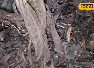 स्किन और बालों के लिए लाभकारी है रतनजोत, शरीर को भी बनाता है ताकतवर