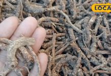 औषधीय गुणों का पिटारा है यह जड़ी, 100 बीमारियों की है एक दवा, फायदे जान हो जाएंगे हैरान