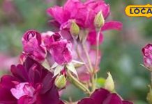 रिश्तों में मिठास लाता है ये खुशबूदार पौधा, आयुर्वेद के लिए मानो अमृत!