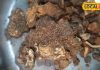 टाइफाइड से लेकर डेंगू तक में असरदार है यह औषधि, इम्यून सिस्टम भी होगा मजबूत