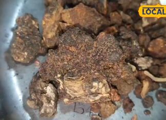 टाइफाइड से लेकर डेंगू तक में असरदार है यह औषधि, इम्यून सिस्टम भी होगा मजबूत