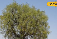 बहुत खास है राजस्थान का यह पेड़, छाल का काढ़ा बनाकर पीने से ठीक हो जाती है खांसी…बिच्छू का जहर उतारने में भी कारगर