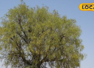 बहुत खास है राजस्थान का यह पेड़, छाल का काढ़ा बनाकर पीने से ठीक हो जाती है खांसी…बिच्छू का जहर उतारने में भी कारगर