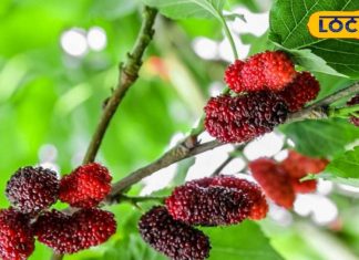 इस पौधे के फल और पत्तियों में छुपे हैं असंख्य गुण, मोतियाबिंद में कारगर