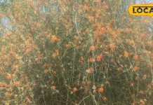 सिर्फ 4 महीने मिलती है राजस्थान की ये सब्जी, औषधीय गुण से है भरपूर