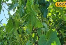 पहाड़ी तोरई के पत्तों का ऐसे करें इस्तेमाल, इन रोगों के इलाज में कारगर