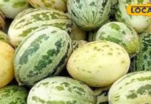 गरीबों का बादाम है ये सब्जी, कई बीमारियों में लाभदायक, विदेशों में भी जबरदस्त डिमांड – Bharat.one हिंदी