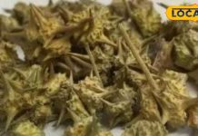 किसी दवा से कम नहीं ये पौधा, मर्दों के लिए है रामबाण; बढ़ा देगा शक्ति…इस तरह करें सेवन – Bharat.one हिंदी