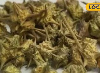 किसी दवा से कम नहीं ये पौधा, मर्दों के लिए है रामबाण; बढ़ा देगा शक्ति…इस तरह करें सेवन – Bharat.one हिंदी