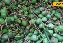 सेहत का खजाना है ये सब्जी, फायदे जान कर लेंगे डाइट में शामिल – Bharat.one हिंदी