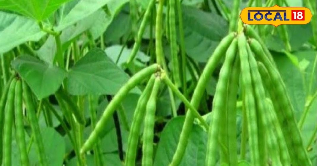 बड़ा करामाती है ये छोटा सा बीज, कूट-कूटकर भरे हैं प्रोटीन और विटामिन्स; जानें प्रयोग विधि – Bharat.one हिंदी