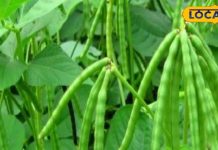 बड़ा करामाती है ये छोटा सा बीज, कूट-कूटकर भरे हैं प्रोटीन और विटामिन्स; जानें प्रयोग विधि – Bharat.one हिंदी