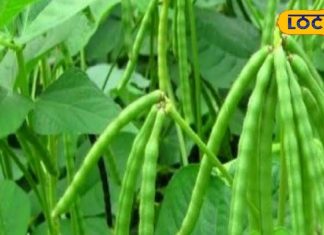 बड़ा करामाती है ये छोटा सा बीज, कूट-कूटकर भरे हैं प्रोटीन और विटामिन्स; जानें प्रयोग विधि – Bharat.one हिंदी