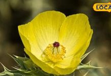 सिर्फ नाम है सत्यानाशी, काम में कई बीमारियों के लिए काल; जान लें इसके फायदे