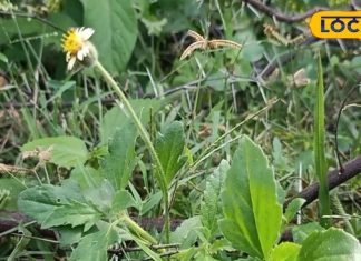 इस घास के हैं गजब फायदे, कटे-फटे और जलने के घावों के लिए रामबाण औषधि; जानें उपयोग – Bharat.one हिंदी