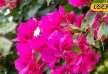 औषधीय गुणों से भरपूर है बोगनवेलिया का पौधा, सुंदरता के साथ इन बीमारियों में भी कारगर – Bharat.one हिंदी