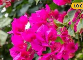 औषधीय गुणों से भरपूर है बोगनवेलिया का पौधा, सुंदरता के साथ इन बीमारियों में भी कारगर – Bharat.one हिंदी