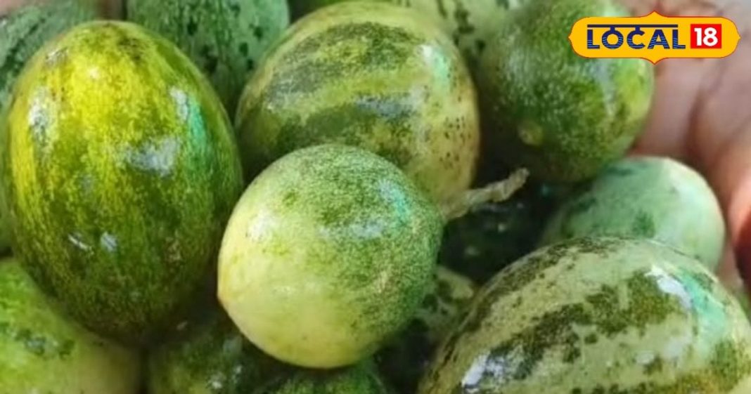 कमाल का है राजस्थान का ये जंगली तरबूज, एंटीऑक्सीडेंट और विटामिन सी की भरमार