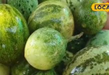 कमाल का है राजस्थान का ये जंगली तरबूज, एंटीऑक्सीडेंट और विटामिन सी की भरमार