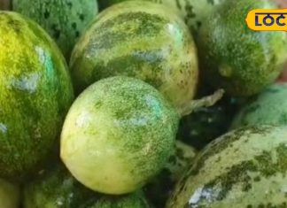 कमाल का है राजस्थान का ये जंगली तरबूज, एंटीऑक्सीडेंट और विटामिन सी की भरमार